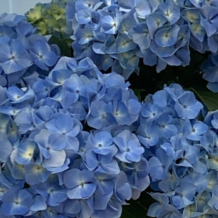 楽天市場】【まもなく締め切り】 予約販売 アジサイ クレイジー