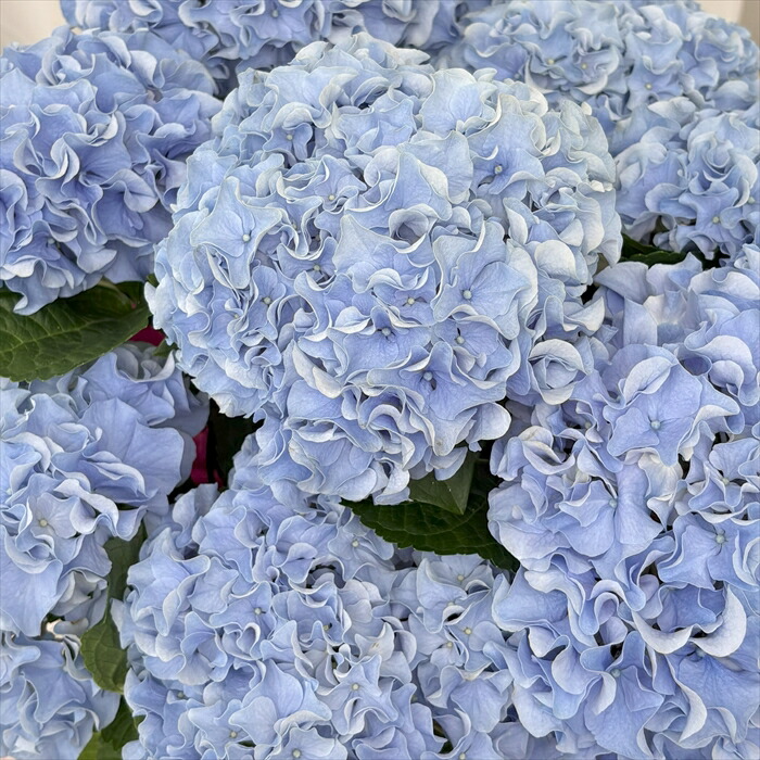 宿根草！ハイドランジア 紫陽花 クレイジーデンシア 花苗 安心メーカー ポット苗 楽天市場】【まもなく締め切り】 予約販売 アジサイ クレイジー