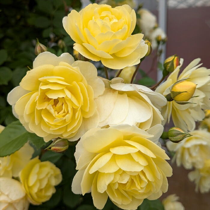 楽天市場】バラ大苗 レモンシルエッタ （国産苗 大苗 6号鉢植え