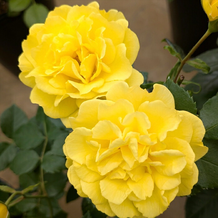 【レア@1380】メリディアン(大苗) 楽天市場】バラ大苗 ゴールデンストリートカラーズ 国産苗 大苗 6号