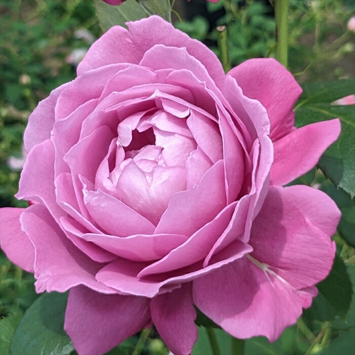 楽天市場】予約販売 バラ苗 バラ大苗 京成バラ園芸 あいの風（あいの