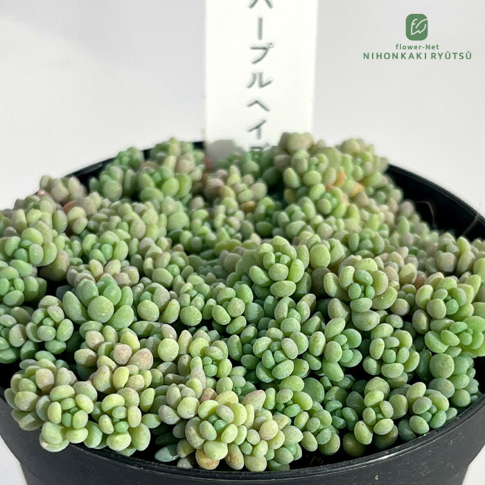 楽天市場】多肉植物 sfセンペルビウム ストロベリーベルベット 7.5cm