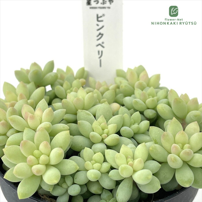 楽天市場】多肉植物 hmセダム ルビーティント多肉植物 セダム 6cm
