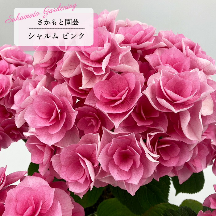 【未開封】NIKKIE 紫陽花 廃盤品 楽天市場】アジサイ 桜坂 9cmポット 加茂 KAMOセレクション
