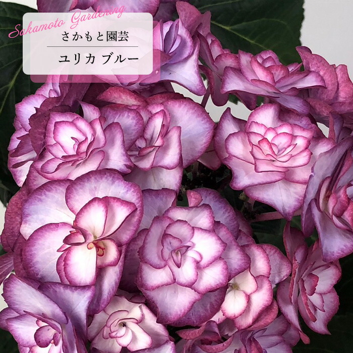 楽天市場】予約販売 アジサイ ポムポム ブルー 9cm〜10.5cm