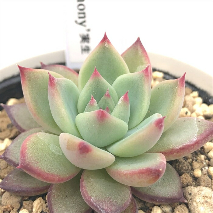 楽天市場】多肉植物 yukエケベリア ザラゴーサspノバ 多肉植物 楽天市場】多肉植物 yukエケベリア ザラゴーサspノバ 多肉植物