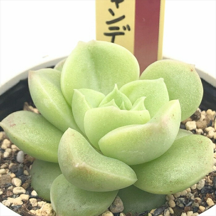 おらいさん✡️065 祭囃子✡️小苗～ミックスベリア 多肉 抜き苗 楽天