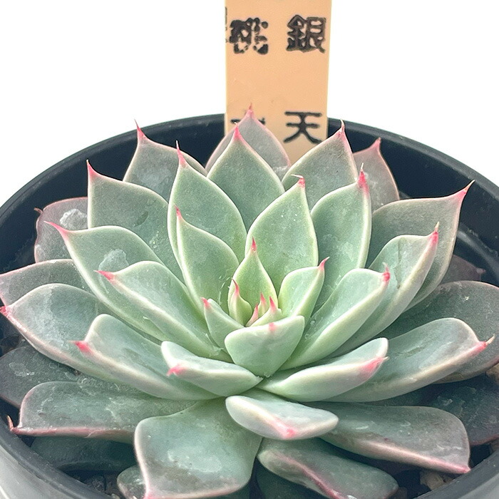 楽天市場】多肉植物 サボテンTAROグラプトベリア 銀天女×スプリング