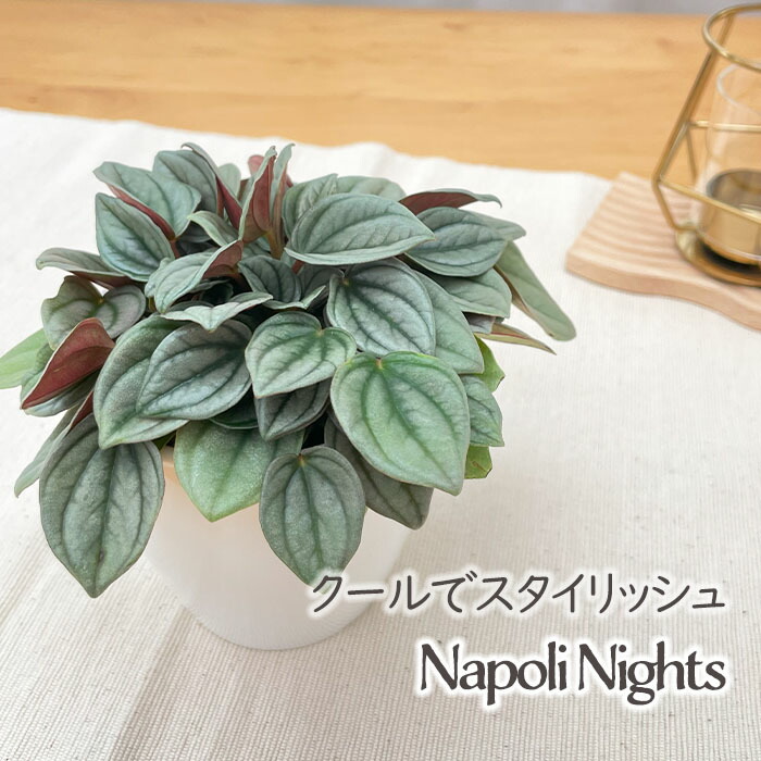 楽天市場】観葉植物 cot ペペロミア カペラータ 銀河 3.5号鉢 観葉植物