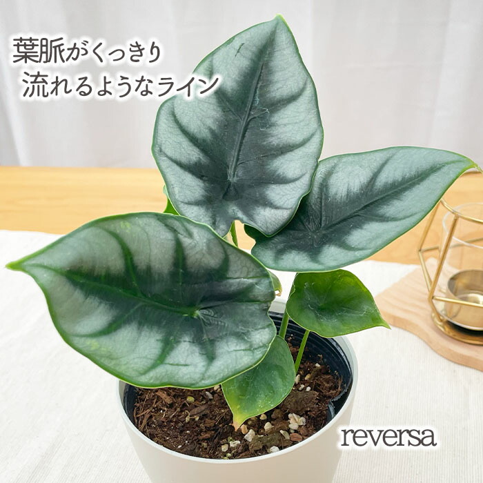 楽天市場】アロカシア キサントソーマ リンデニー 観葉植物 珍しい品種