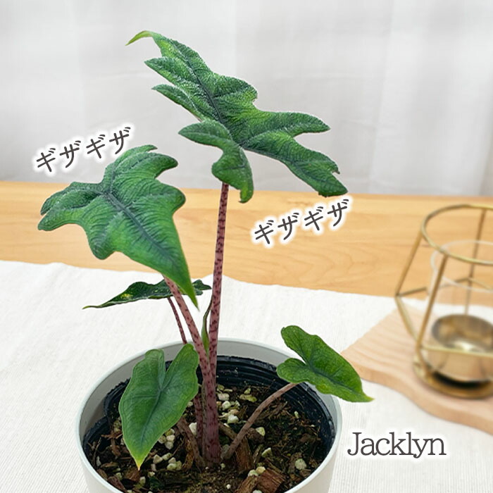 希少 アロカシア ジャックリン オーレア レアです！ アロカシア『ジャックリン』 | Planet Plants
