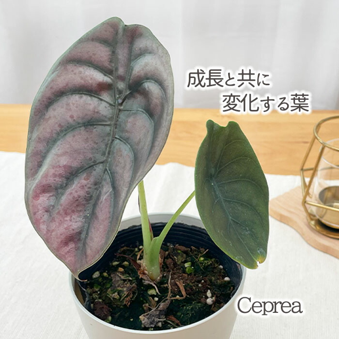楽天市場】観葉植物 アロカシア ラウテルバキアナ 6号鉢 送料無料 観葉