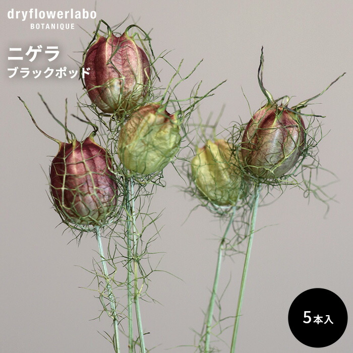 乾燥稲 アレンジメント用 20本✕30束 乾燥稲 アレンジメント用 20本✕30束 乾燥稲 アレンジメント用 20本✕