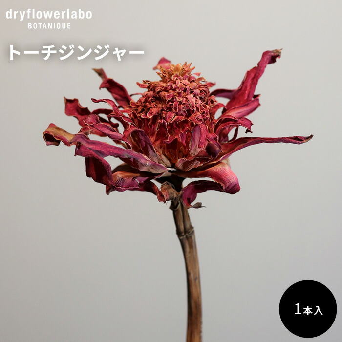 ドライフラワー　スワッグ　インテリア　アンティークカラー　プロテア 数量限定！】暖色系プロテアのドライフラワースワッグ | ドライ