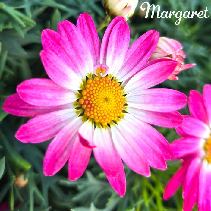 楽天市場】【花苗】マーガレット スウィートピンク 9cmポット 1苗 農林