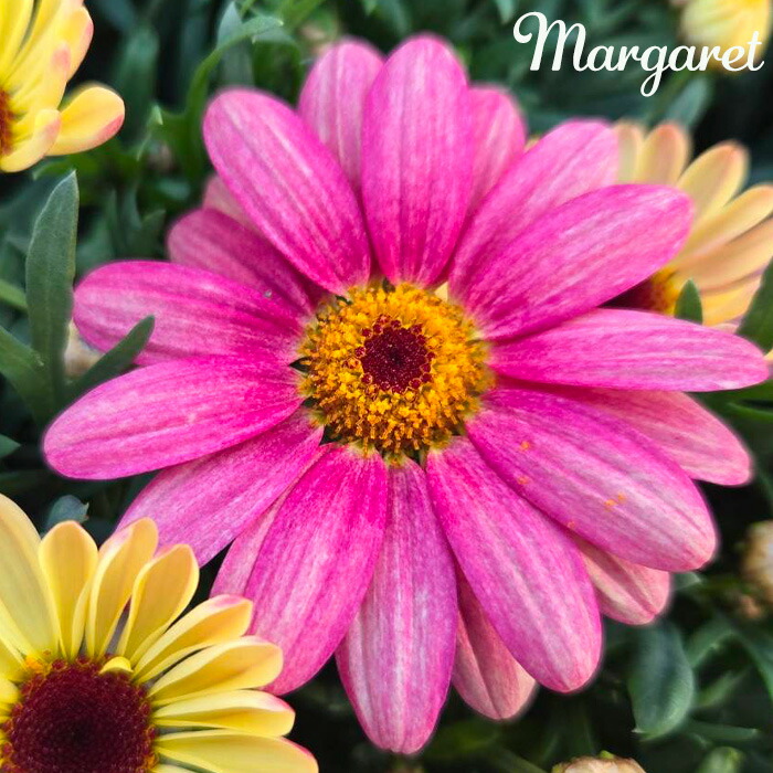 楽天市場】八重咲き マーガレット スマッシュ ダブルホワイト 3.5号