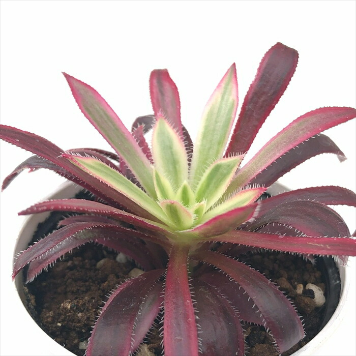 楽天市場】多肉植物 caアエオニウム ちょっと斑入りの黒法師 中斑黒