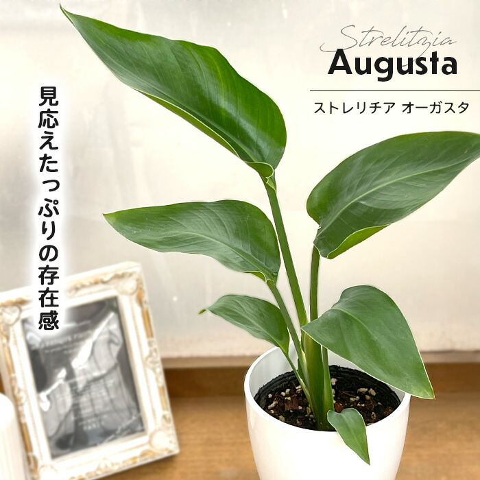 楽天市場】観葉植物 cot ヒコウキソウ 3.5号鉢 飛行機草 観葉