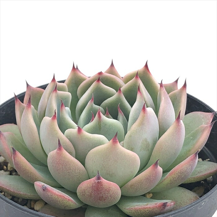 楽天市場】多肉植物 kthグラプトセダム 小桃いろは 品種登録出願