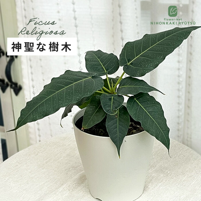 楽天市場】観葉植物 斑入りフィカス ジン ゴムの木 7.5cmポット 観葉