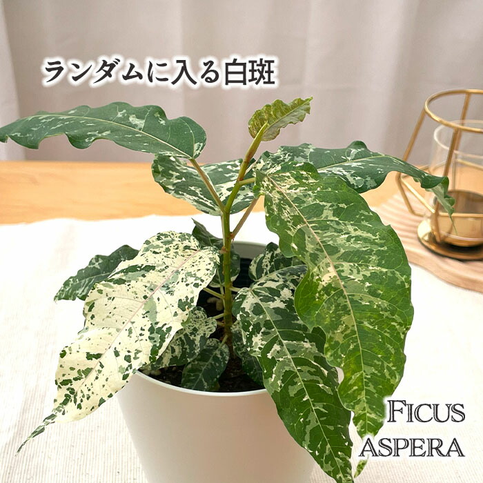 楽天市場】観葉植物 cot スキンダプサス トレビー 4号鉢