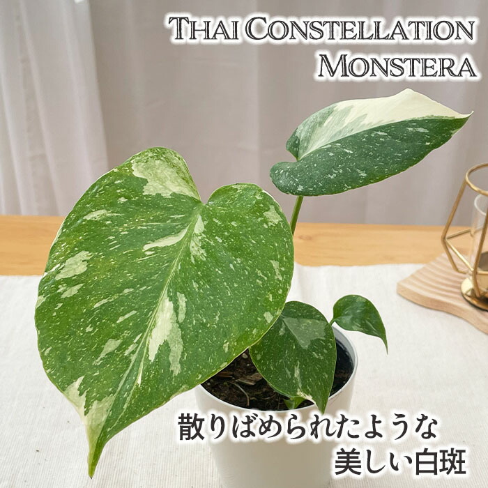 楽天市場】モンステラ ホワイトモンスター 3.5号 天津蘭