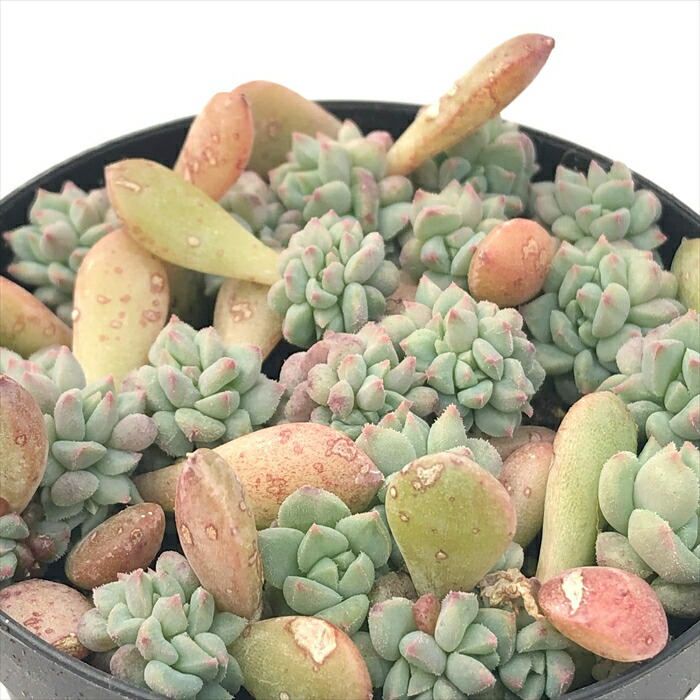 楽天市場】多肉植物 sfセンペルビウム バニラシフォン 7.5cm