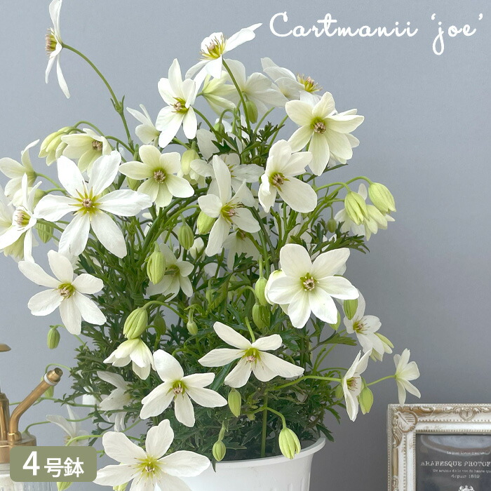 楽天市場】クレマチス 流星 5号鉢 リュウセイ 登録品種 送料無料