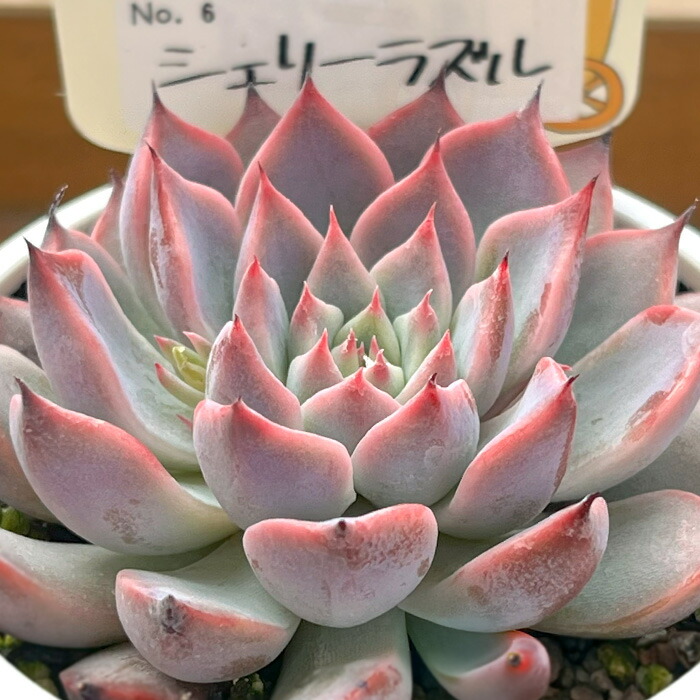楽天市場】多肉植物 oriミックスベリア No.060 桜鬼 多肉植物 お