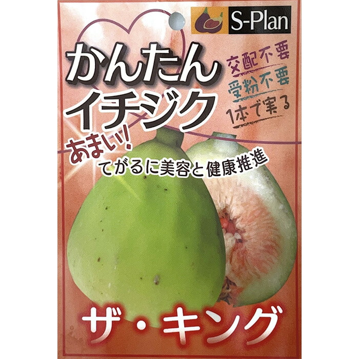 楽天市場】ライチ 苗 ジャカパット 6号鉢 送料無料 ライチー レイシ