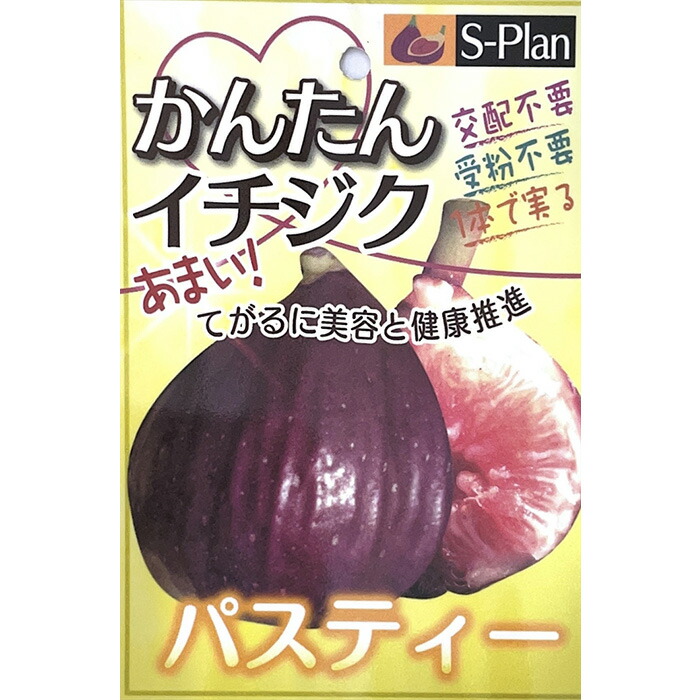 楽天市場】いちじく 苗 パスティー 12cmポット イチジク 無花果 一熟