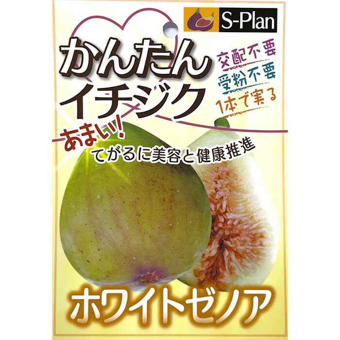 Santa Cruz White イチジク いちじく 穂木 苗 Santa Cruz White イチジク いちじく 穂木 苗 Santa Cruz White