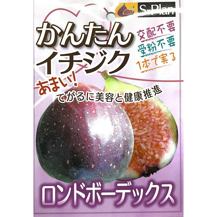 無農薬 無花果 ✳︎ イチジク ✳︎ ロンドボーデックス 大苗 無農薬 trtfc8 無農薬 無花果 ✳︎ イチジク ✳︎ ロンドボーデックス 大苗 無農薬