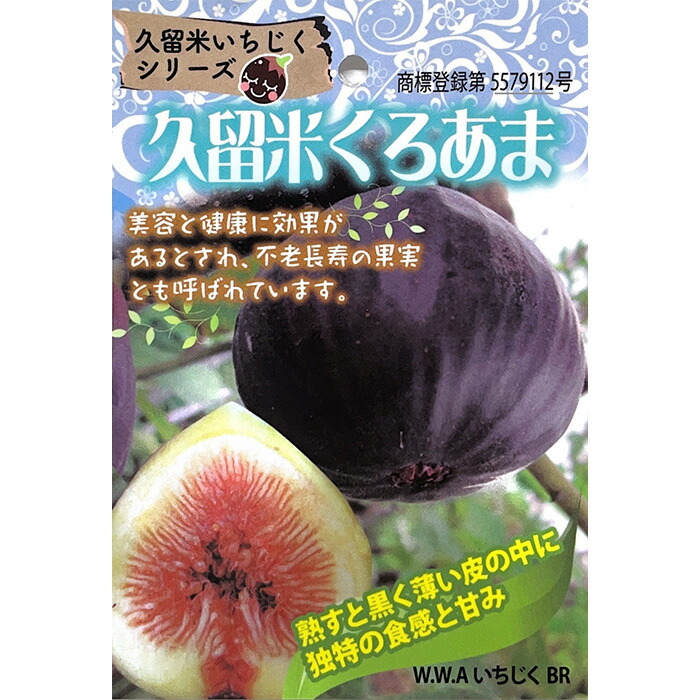 楽天市場】予約販売 いちじく 苗 プレコス 15cmポット イチジク 無花果
