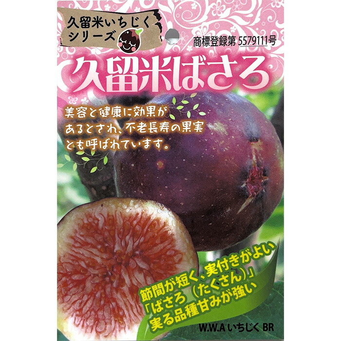 楽天市場】いちじく 苗 ゴールドフィグ 12cmポット イチジク 無花果 一