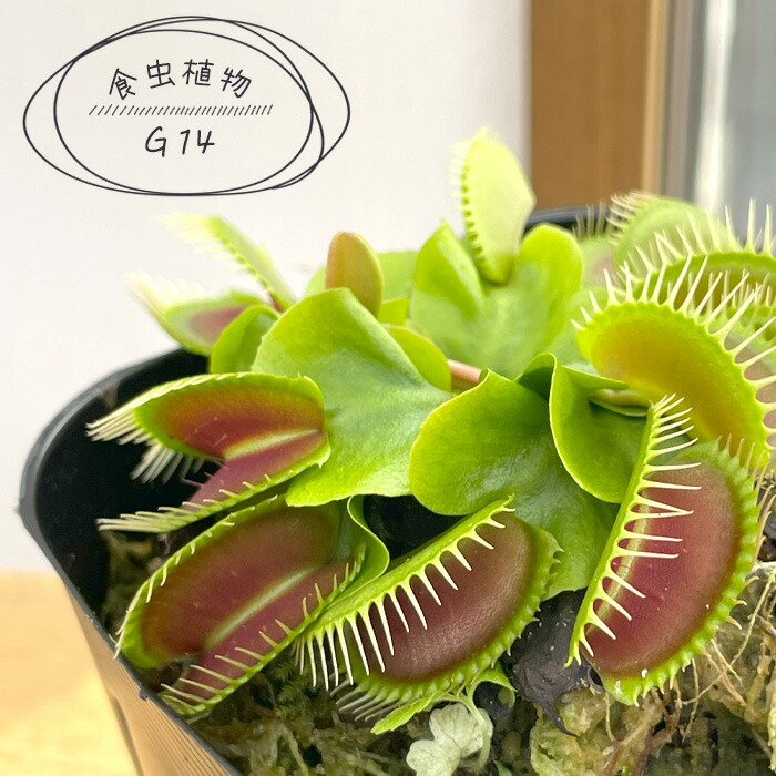楽天市場】不思議な食虫植物 ヘリアンフォラ 食虫植物 3.5号鉢