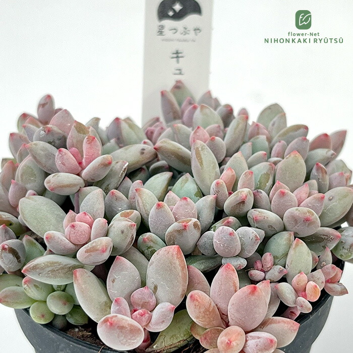 楽天市場】多肉植物 caパキポディウム マカイエンセ 実生 7.5cmポット