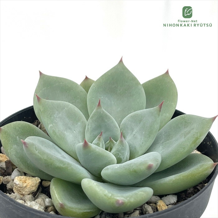 大人気多肉植物 エケベリア 小さい苗X022Echeveria 水蜜桃50個