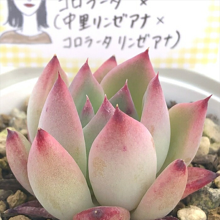多肉植物　中里リンゼアナ（クローン） 楽天市場】多肉植物 annaエケベリア （中里リンゼアナ×コロ