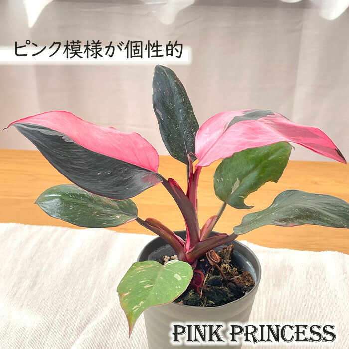 【観葉植物】レア　フィロデンドロン リンナエイ　パープルバック 観葉植物】レア フィロデンドロン リンナエイ パープルバック