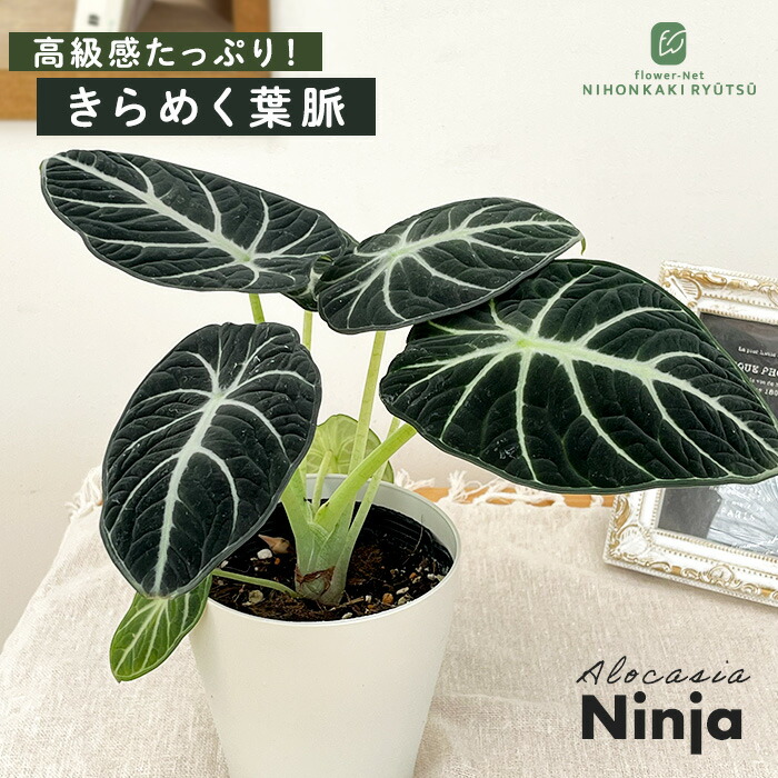 楽天市場】観葉植物 cot ベゴニア マクラータ 4号鉢 木立ベゴニア 観葉