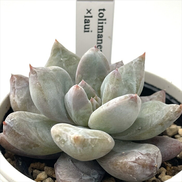 楽天市場】多肉植物 yukエケベリア ザラゴーサspノバ 多肉植物 楽天市場】多肉植物 yukエケベリア ザラゴーサspノバ 多肉植物