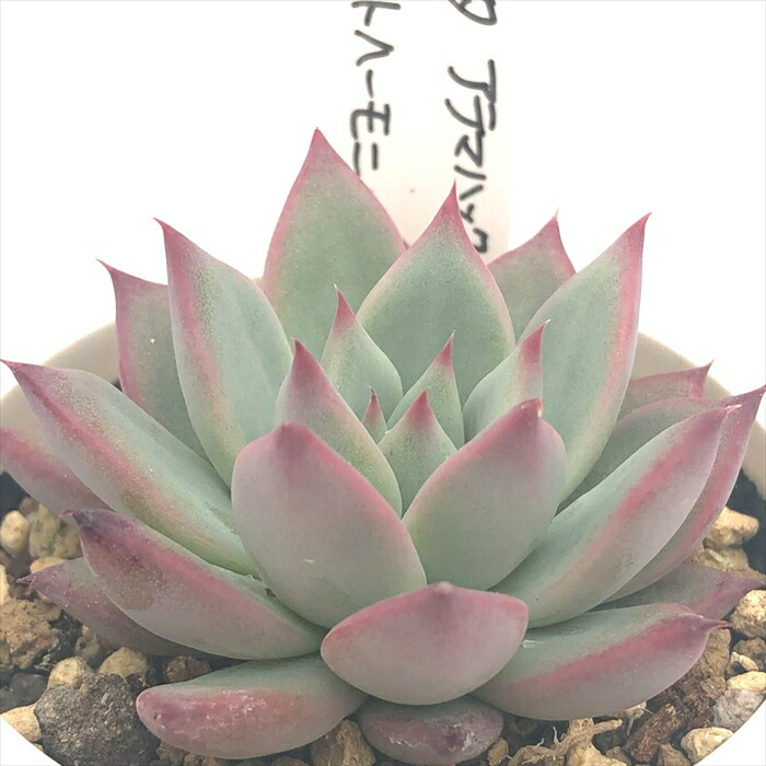 楽天市場】多肉植物 yukエケベリア ザラゴーサspノバ 多肉植物 楽天市場】多肉植物 yukエケベリア ザラゴーサspノバ 多肉植物