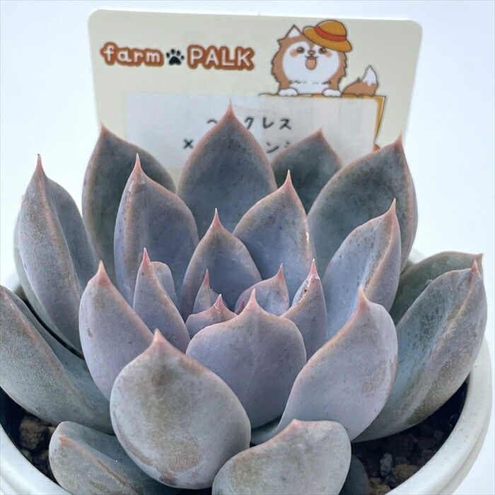 楽天市場】多肉植物 PAL nae セレクション No.001 パルスノー