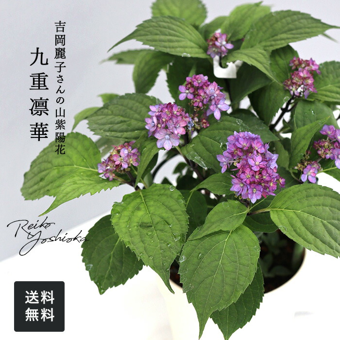 楽天市場】吉岡麗子さんの山アジサイ 藍姫 ブルー 4号鉢 送料 楽天市場】吉岡麗子さんの山アジサイ 藍姫 ブルー 4号鉢 送料