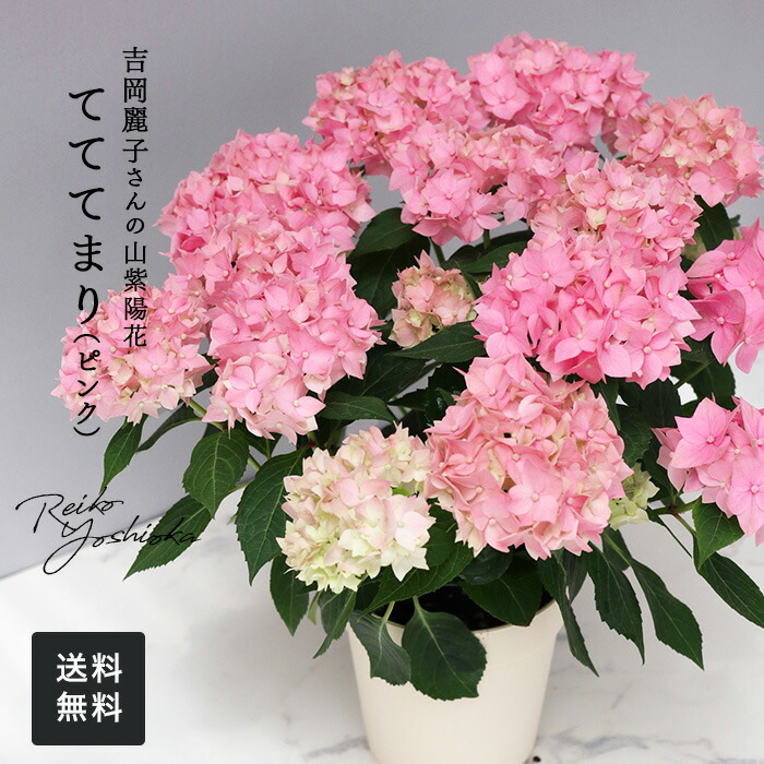 紫陽花 アジサイ 山アジサイ 吉岡麗子さん 津江の小でまり 藍姫