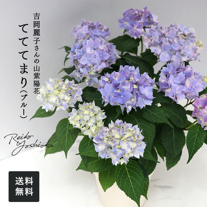 楽天市場】予約販売 吉岡麗子さんの山アジサイ 伊予獅子てまり ピンク