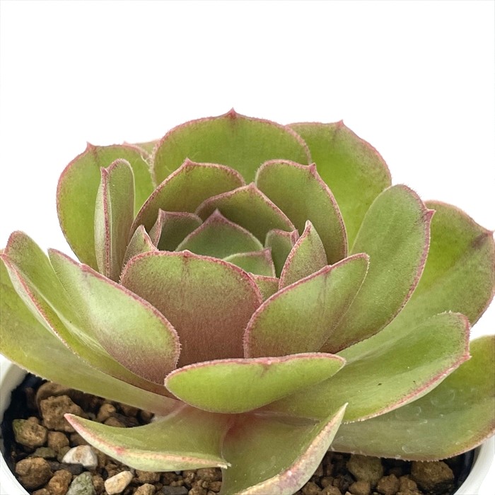 楽天市場】多肉植物 sdアエオニウム スミチー 多肉植物