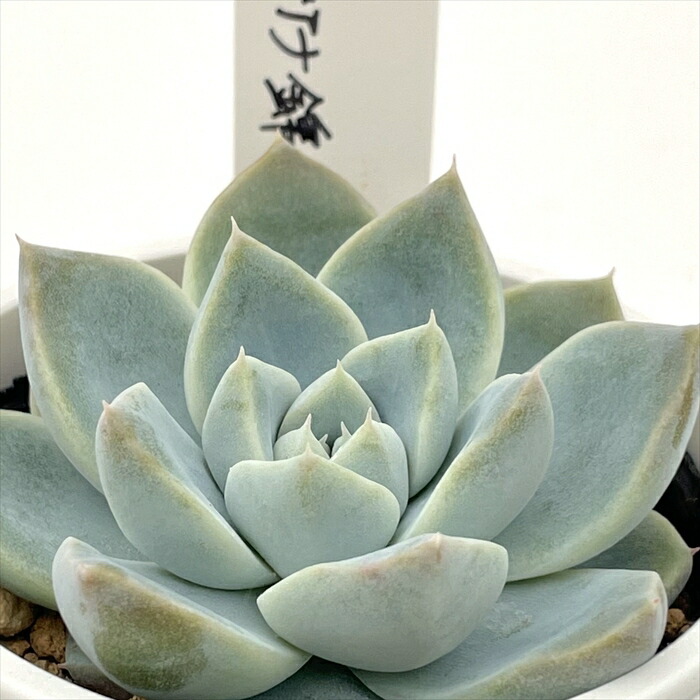 楽天市場】多肉植物 O'sエケベリア ヒアリナサントドミンゴ×ホリコロ