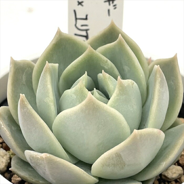 楽天市場】多肉植物 yukエケベリア 剣山×ラウリンゼ 多肉植物 優木園